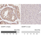 Anti-CENPF Antibody