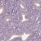 Anti-VWA5B1 Antibody