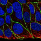 Anti-KIAA1522 Antibody