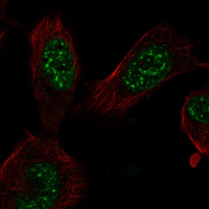 Anti-E2F7 Antibody