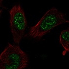 Anti-E2F7 Antibody