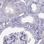 Immunohistochemical staining of human kidney using Anti-SEMG1 antibody HPA064892.