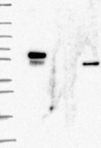 Anti-FLI1 Antibody