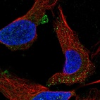 Anti-C1orf53 Antibody