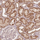 Anti-WBP2 Antibody