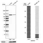 Anti-GEMIN4 Antibody