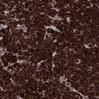 Anti-EIF2S2 Antibody