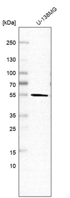 Anti-FAF2 Antibody