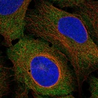 Anti-CEP57 Antibody