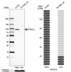 Anti-MTSS1L Antibody