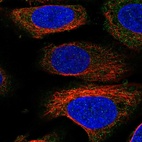 Anti-UNC13D Antibody