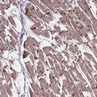 Anti-C15orf65 Antibody