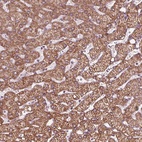 Anti-DCAF4L2 Antibody