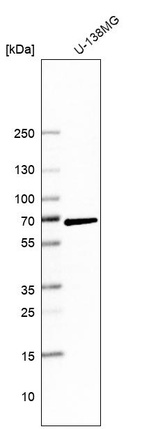 Western blot analysis in human cell line U-138MG.