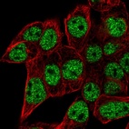 Anti-SEC14L6 Antibody