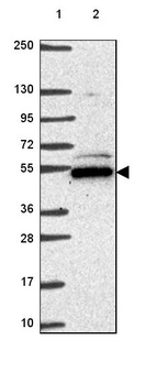 Anti-POLR3D Antibody