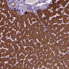 Anti-MACF1 Antibody