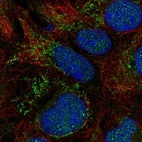 Immunofluorescent staining of human cell line HEK 293 shows localization to nucleoplasm & mitochondria.