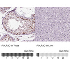 Anti-POLR3D Antibody