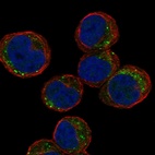 Anti-TEX55 Antibody