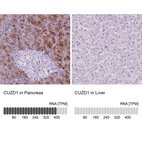 Anti-CUZD1 Antibody