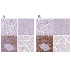 Anti-CUZD1 Antibody