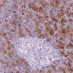 Anti-CUZD1 Antibody