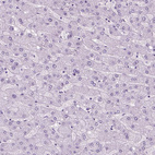 Anti-CUZD1 Antibody