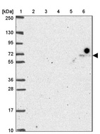 Anti-FASTKD3 Antibody