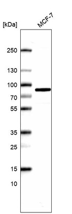 Anti-COIL Antibody