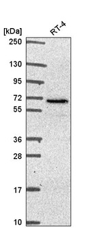 Western blot analysis in human cell line RT-4.