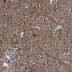 Anti-MLST8 Antibody