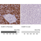 Anti-CUZD1 Antibody