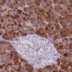 Anti-CUZD1 Antibody