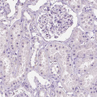 Anti-CUZD1 Antibody