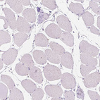 Anti-CUZD1 Antibody