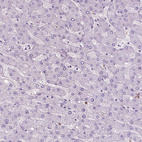 Anti-CUZD1 Antibody