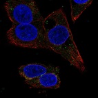 Immunofluorescent staining of human cell line Hep-G2 shows localization to vesicles.