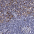 Immunohistochemical staining of human lymph node shows high expression.