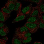 Anti-POLR3D Antibody