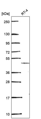 Anti-GDF7 Antibody