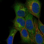 Immunofluorescent staining of human cell line HAP1 shows localization to endoplasmic reticulum & the Golgi apparatus.