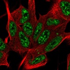 Anti-SYF2 Antibody