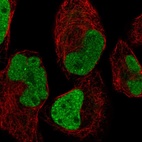 Anti-INS-IGF2 Antibody