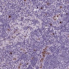 Anti-NTNG2 Antibody