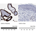 Anti-GJA5 Antibody