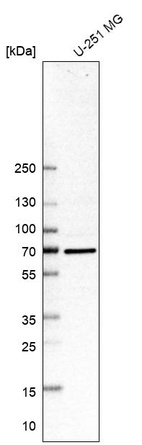 Anti-SMURF2 Antibody