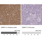 Anti-SMIM17 Antibody