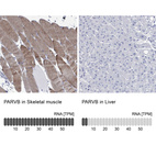 Anti-PARVB Antibody