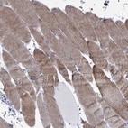 Immunohistochemical staining of human skeletal muscle shows high expression.